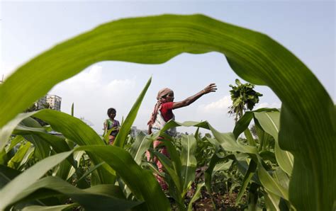 La Rivoluzione Verde e la sua eredità nel dibattito internazionale sull'alimentazione